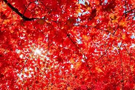 Image result for 6-7 Ft. - Red Sunset® Maple Tree - Dazzling Foliage Lasts Longer Than Other Varieties
