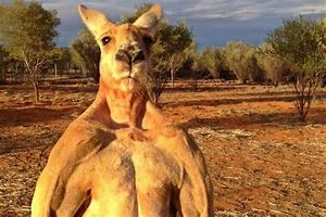 Image result for Roger the Kangaroo Memes
