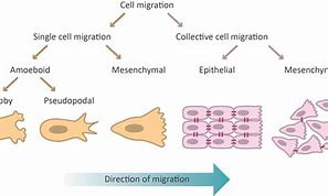 Image result for Cell Migration
