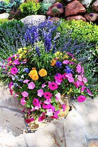 Image result for Outdoor Potted Flowers