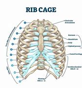 Image result for Human Rib Cage Numbered