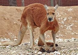 Image result for Australia Zoo Kangaroo
