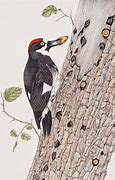Image result for Acorn Woodpecker Art