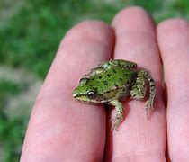 Image result for Lowe's Frog
