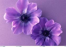 Image result for Cute Wallpapers for Amazon Fire