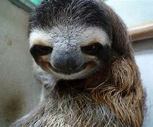 Image result for Creepy Sloth Smiles