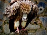 See related image detail. The Lazy Lizard's Tales: International Vulture Awareness Day: Vultures ...