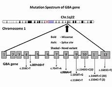 Image result for GBA Gene