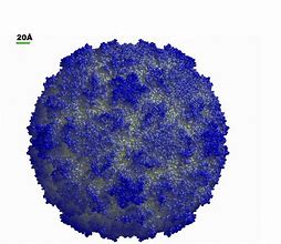 Image result for Rhinovirus