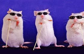 Image result for Funny Mice