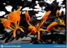Beautiful Abstract Textures Close Up Color Orange and Yellow Flowers in