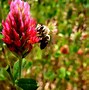 Image result for Queen Bee Wasp Hornet
