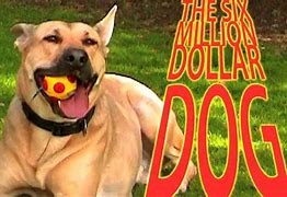 Image result for 20 Million Dollar Cdog