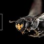 Image result for Yellow-faced Bee