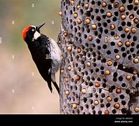 Image result for Woodpecker Acorn Storage