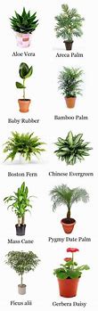 Image result for Indoor Palms House Plant Identification