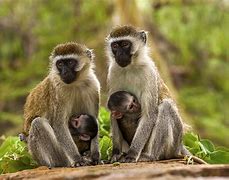 Image result for Marburg Virus Monkeys