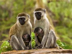 Image result for Marburg Virus Monkeys