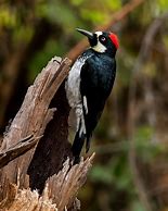 Image result for Southern California Woodpeckers