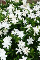 Image result for Dwarf Radicans Gardenia 1 Container