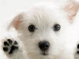 Image result for Pics of Puppies for iPad Wallpapers