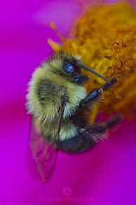 Image result for Pretty Bee
