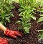 Image result for How to Plant an Organic Vegetable Garden