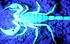 Image result for Blue Scorpion Venom
