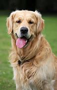 Image result for Prodigy Pets Dogs
