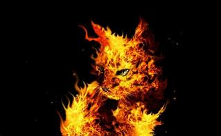Image result for Flaming Cat