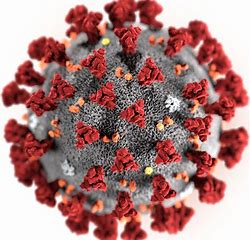Image result for coronavirus image
