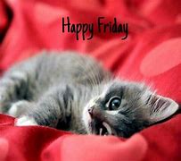 Image result for Happy Friday Cat