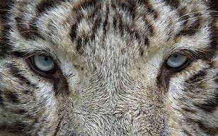 Image result for White Tiger Eyes Real