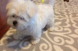 Image result for 9 Week Old Maltipoo Puppy