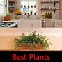 Image result for Kitchen Plants