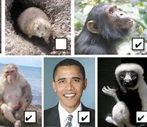 Image result for Teacher Obama primates