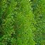 Image result for western red cedar trees