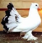Image result for Lost pigeon discovered Papua