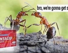 Image result for Ant Jokes