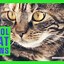 Image result for Cat Pun Names