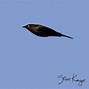 Image result for Acorn Woodpecker Wings