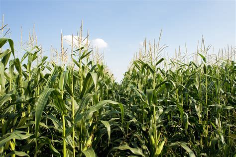 Image result for corn in field