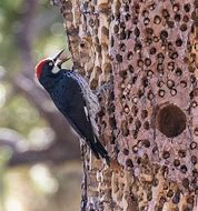 Image result for Acorn Woodpecker Tree
