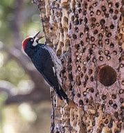 Image result for Clown Face Acorn Woodpecker Tree