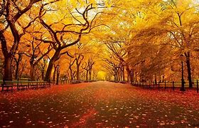 Image result for Free Windows 7 Screensavers Autumn