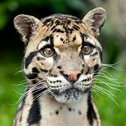 Image result for Albino Clouded Leopard