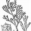 Image result for Yellow Cedar Drawing
