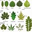 Image result for Fall Leaf Identification Chart