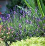 Image result for Long Leaf Plant with Purple Flowers