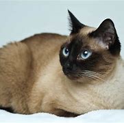 Image result for Siamese